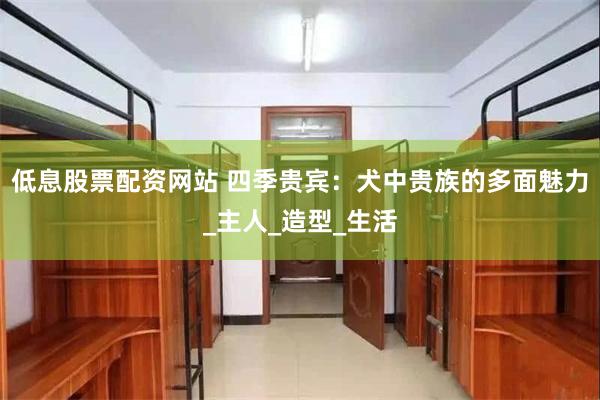 低息股票配资网站 四季贵宾：犬中贵族的多面魅力_主人_造型_生活