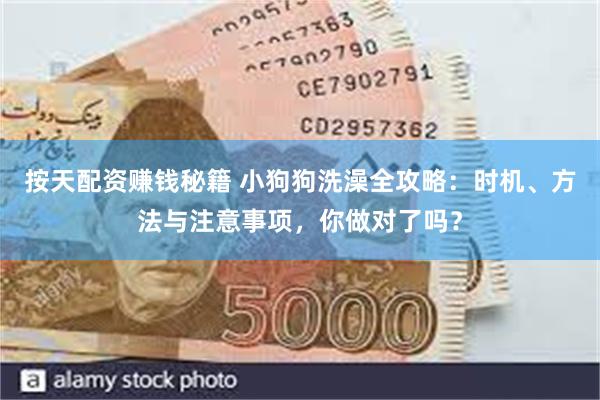 按天配资赚钱秘籍 小狗狗洗澡全攻略：时机、方法与注意事项，你做对了吗？