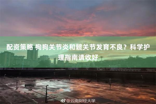 配资策略 狗狗关节炎和髋关节发育不良？科学护理指南请收好